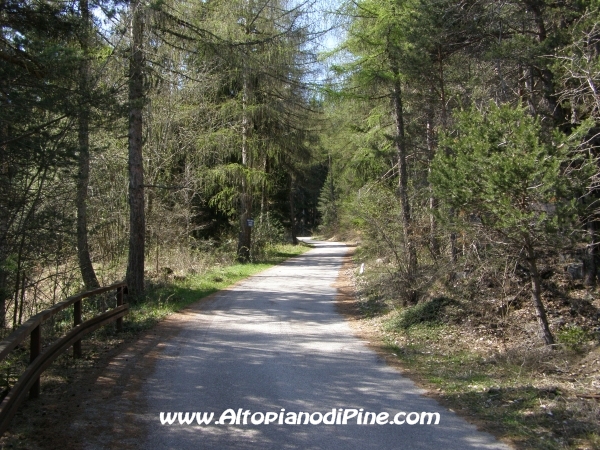 Strada Rizzolaga - Rifugio S.Antonio [fotopercorsi/strada_rizzolaga-bosco5.jpg]