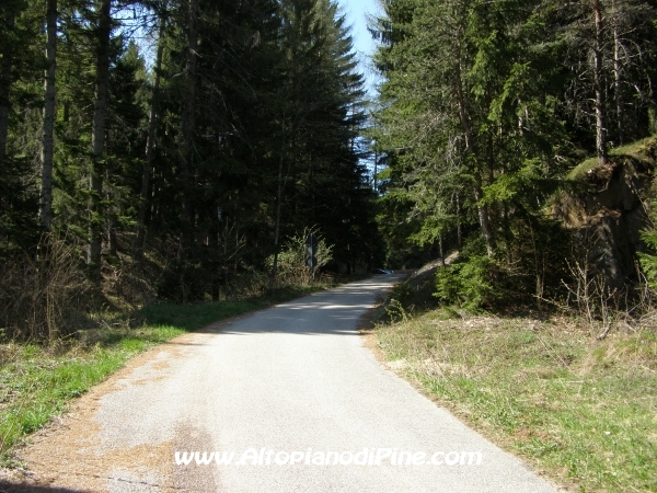 Strada Rizzolaga - Rifugio S.Antonio [fotopercorsi/strada_rizzolaga-bosco6.jpg]