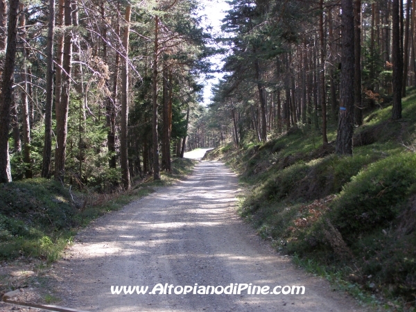 Strada S.Antonio - Bedolpian [fotopercorsi/strada_santonio-bedolpian14.jpg]