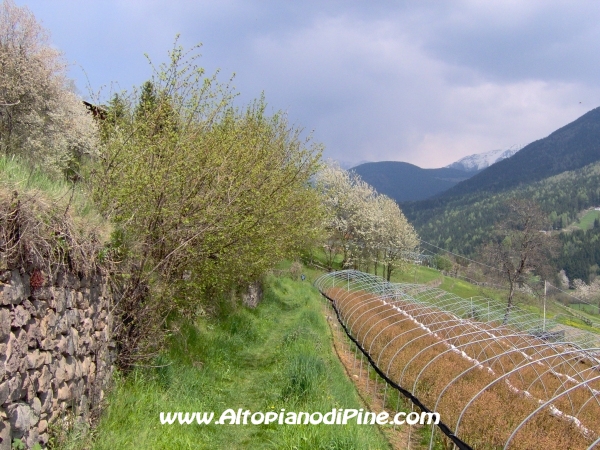 Strada di collegamento tra Sternigo e Rizzolaga [fotopercorsi/strada_sternigo-rizzolaga_10.jpg]