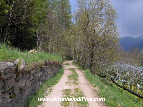 Strada di collegamento tra Sternigo e Rizzolaga [fotopercorsi/strada_sternigo-rizzolaga_15.jpg]