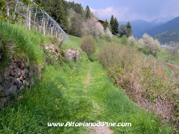 Strada di collegamento tra Sternigo e Rizzolaga [fotopercorsi/strada_sternigo-rizzolaga_9.jpg]
